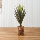 Sisal
