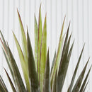 Sisal