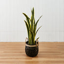 Sansevieria