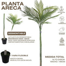 Palmera Roystonea Regia 240cm Desmontable