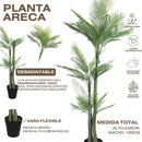 Palmera Roystonea 240cm Regia Desmontable