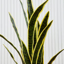 Sansevieria