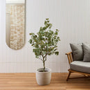 Eucalyptus 1,4 M
