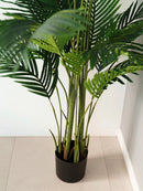 Palmera Areca 190cm
