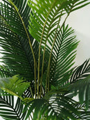 Palmera Areca 190cm