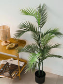 Planta Palmera Areca 110Cm Calidad Premium