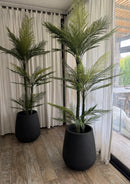Combo Palmera Roystonea 240cm Regia Desmontable + Maceta Matte 58