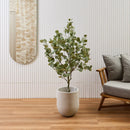 Eucalyptus 1,4 M