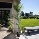 Palmera Roystonea 240cm Regia Desmontable
