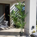 Combo Palmera Roystonea 240cm Regia Desmontable + Maceta Matte 58
