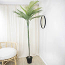 Palmera Roystonea Regia 240cm Desmontable