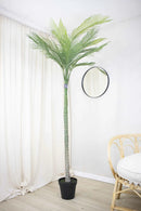 Palmera Roystonea Regia 240cm Desmontable