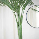 Palmera Roystonea Regia 240cm Desmontable