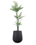 Combo Palmera Roystonea 240cm Regia Desmontable + Maceta Matte 58