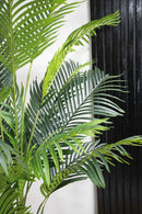 Palmera Areca 190cm