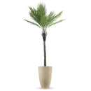 Combo Palmera Phoenix Datilera 220cm + Maceta Inca 58