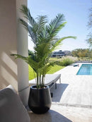 Palmera Areca 190cm